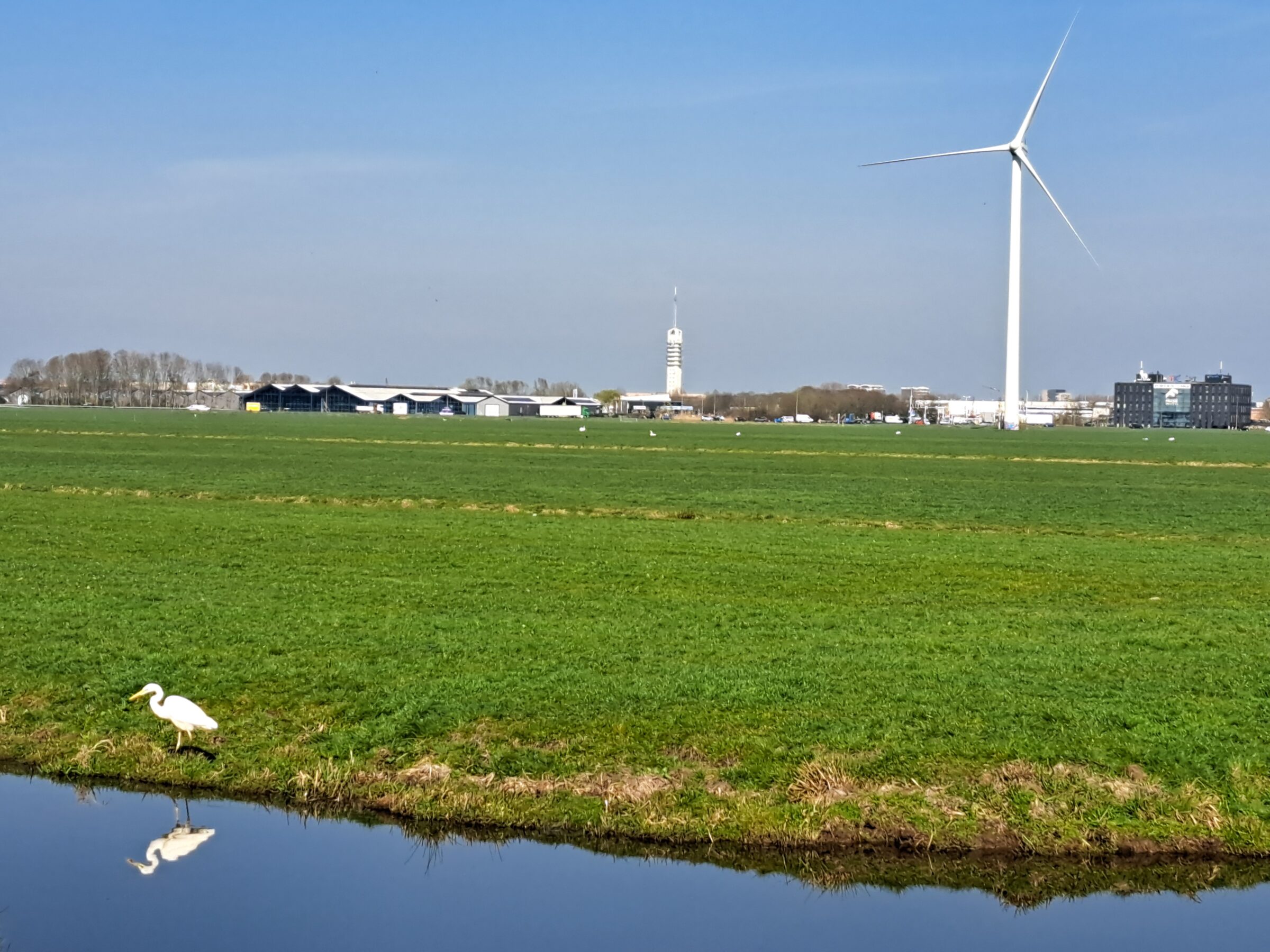 Witte reigers in Nederland: een opvallende verschijning